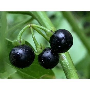 新鲜龙葵果 野生500克东北黑天天黑悠悠黑呦呦黑星星端端水果