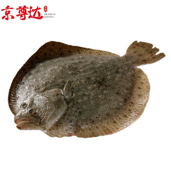 京尊达冰鲜多宝鱼速冻特大鸦片鱼比目鱼鲽鱼偏口八宝鱼生鲜鱼类商用