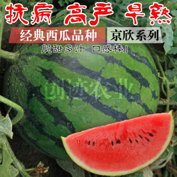 西瓜种籽高产甜早熟特大春季四季新疆早佳8424麒麟王京欣西瓜种子京欣