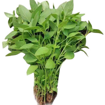 轻恋新鲜荆芥菜农家自种大叶荆芥茎芥菜新鲜蔬菜1500g