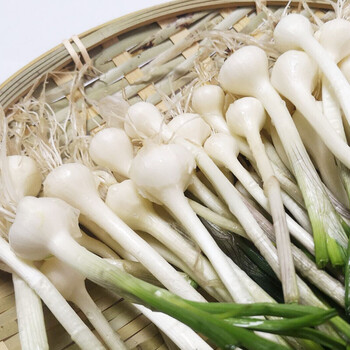 东北小根蒜山野菜野山蒜小根菜新鲜野山葱新鲜1500g