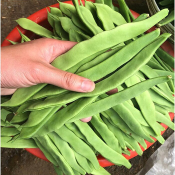 竹域新鲜嫩扁豆农家长扁豆农家绿色蔬菜3/5斤装 3斤