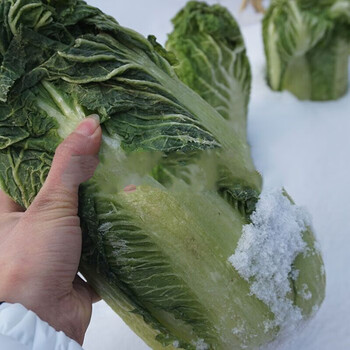 东北大白菜冻趴了颗半包心冻白菜食用蘸酱菜自然半整颗农产品4000g