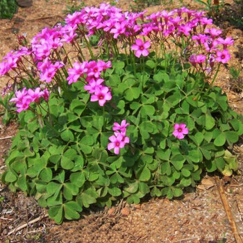 园艺新品上市红花紫花幸运草紫蝴蝶三叶草紫叶酢浆草室内盆栽花卉红花酢浆草 棵种根 其他 图片价格品牌报价 京东