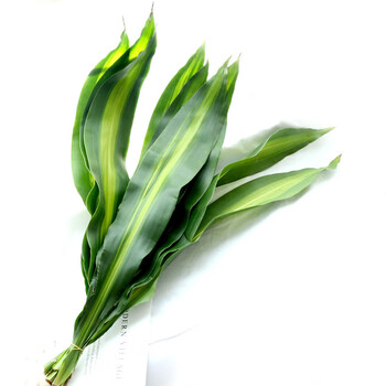 直发插花市场斗南花市云南昆明水养散尾家用直批 巴西叶(8-10片) 空运