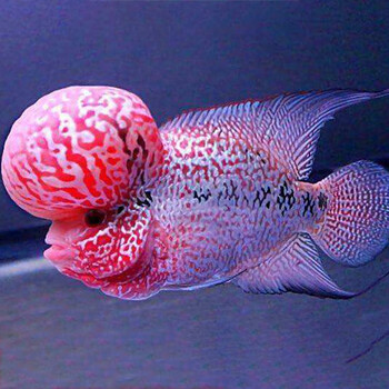 jypet罗汉鱼风水鱼鸿运当头亚成起头罗汉鱼热带观赏鱼活体精选12125cm