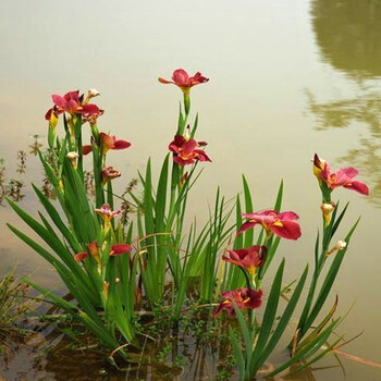 院子里种的花西伯利亚鸢尾花苗挺水植物池塘马兰水生美人蕉莺尾大花萱草蝴蝶兰紫花鸢尾100棵不含盆 图片价格品牌报价 京东