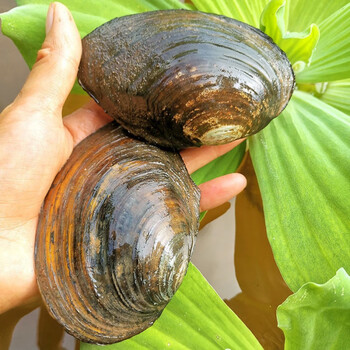 国产大河蚌农家新鲜淡水活体肉蚌壳歪儿河蛤蜊鸟贝10 14厘米6只加2只 图片价格品牌报价 京东