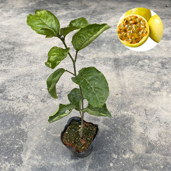广东百香果苗四季爬藤南方特大黄金百香果苗百香果树果苗当年结果