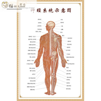 分佈圖人體肌肉神經人體內臟穴位 神經系統示意圖 油畫布80寸【圖片