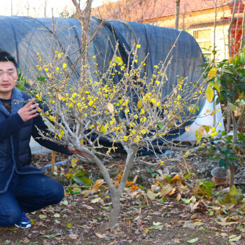 月娥腊梅花种子又名蜡梅黄梅寒梅冬梅雪梅狗牙腊梅果实称土巴豆可以做泻药不可误食土巴豆 籽 250克 半斤 图片价格品牌报价 京东