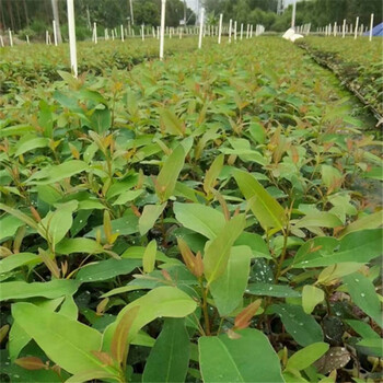 桉树苗 速生桉  正宗广29树苗 快速生经济林苗 3229 广9 广1 正宗广29