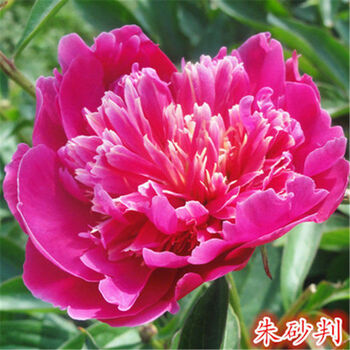 芍药种子阳台庭院牡丹芍药盆栽花卉种子牡丹花重瓣大花四季播朱砂判