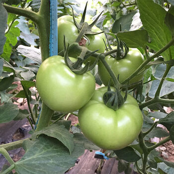 精选生鲜现摘青西红柿未成熟农家自种青番茄青西红柿新鲜蔬菜绿番茄3