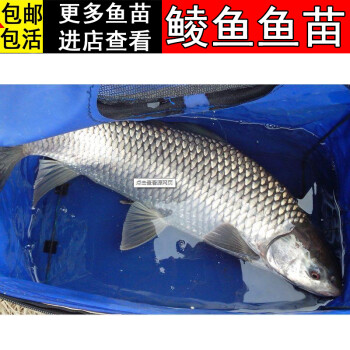 【順豐快遞】鯪魚苗 土鯪魚苗麥鯪魚苗泰鯪魚苗土鯪魚魚苗淡水魚苗