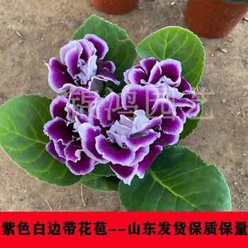 山东重瓣芙蓉花带花苞大岩桐盆栽四季开花苗好养阳台室内花卉植物