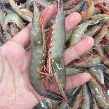 橙臻鲜滑皮呛虾青粉壳新鲜特大超大鲜活虾东海剑虾条虾一斤40个左右二