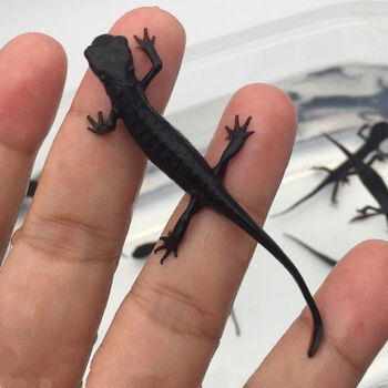 东方火龙蝾螈小火龙鱼活体冷水清道夫垃圾工具清洁鱼缸小型观赏鱼