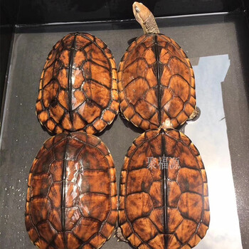 南石龟 石金龟 招宅 财镇 水长 风寿龟越南种活体 越南石正宗黄金龟