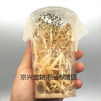 大小残翅果蝇杯宠物活体大刀螳螂跳蛛昆虫角蛙等活体饲料5个果蝇奶茶