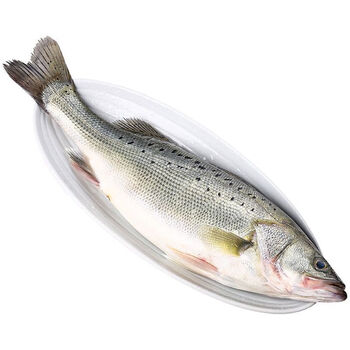 诺斯食美海鲈鱼新鲜鲜活冷冻国产海捕大鲈鱼生鲜深海鲈鱼海鲜水产七星