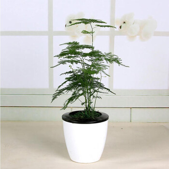 水培植物 办公室桌面绿植盆景 四季常绿植物 20cm高文竹(m4栽好发货)