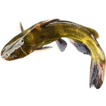 果亦橙黄骨鱼新鲜安峰山黄辣丁黄颡鱼炖汤滋补昂刺鱼黄刺鱼鲜活 2斤装