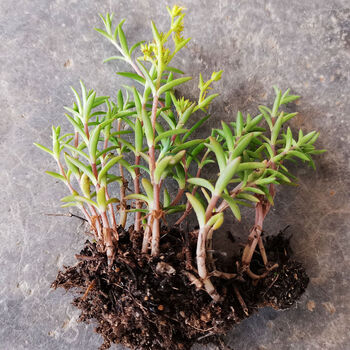 抗肿癌草草垂盆草正宗野生现采中药材三叶佛甲草央视同款包种活20棵带