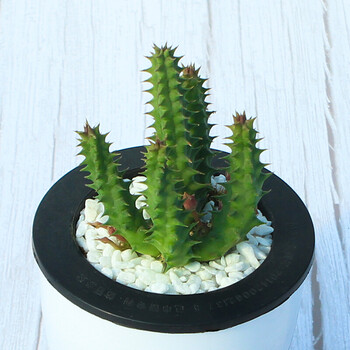 24款迷你仙人球仙人掌科盆栽办公室绿植多肉植物办公室多肉 犀牛角