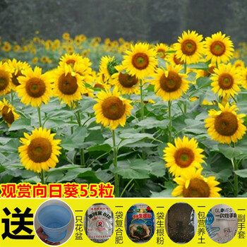 向日葵种子观赏食用切花矮杆向日葵花种籽油葵太阳花室内外盆栽孑黄色观赏向日葵 套餐 图片价格品牌报价 京东