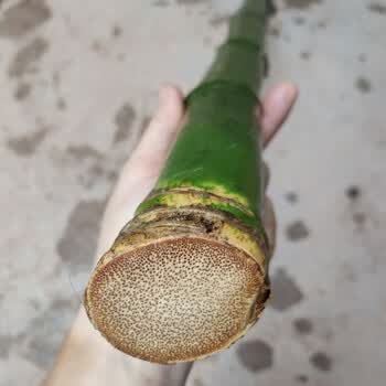 奔新农实心竹老玉竹全实心雕刻带皮原皮竹子沉水料原竹料竹 馳爵 1.