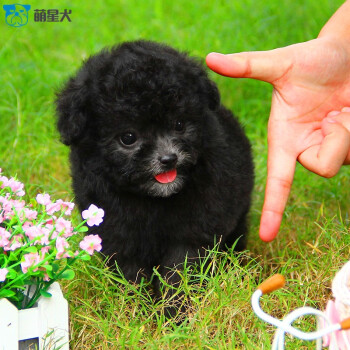 萌星犬純種茶杯型泰迪活體幼犬-活物泰迪犬幼崽灰色玩具型泰迪活體紅