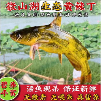 茗老汉生态黄辣丁黄颡鱼新鲜现杀鲜活昂刺鱼嘎咕鱼黄骨鱼三角峰原味