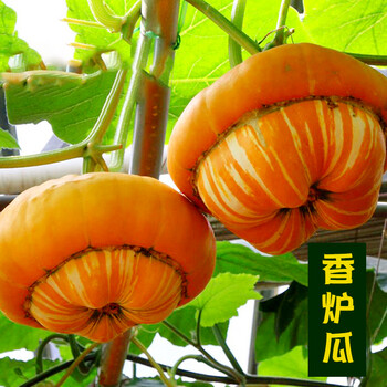 香炉瓜5粒彩包*2【图片 价格 品牌 报价】-京东