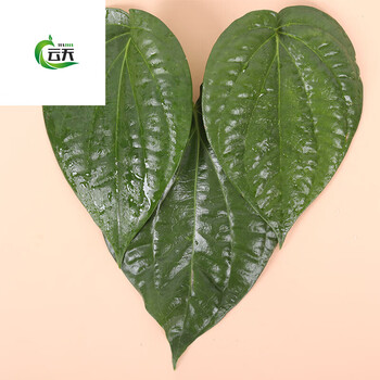 凯偲洽 海南新鲜生槟榔果青槟榔配料荖叶蒌叶贝壳粉原味苦灰甜灰500g