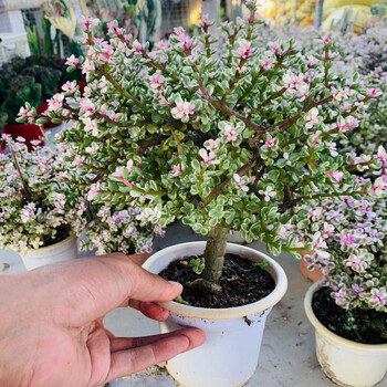 棒棒糖造型盆栽多肉植物室内花奔四季常青盆景 初石 8年雅乐之舞原生