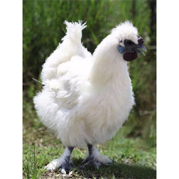 新鲜乌鸡2只礼盒装散养土鸡笨鸡现杀黑乌鸡滋补冷冻发货生态乌鸡一只