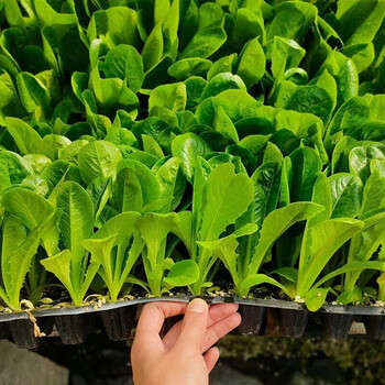 奶油生菜苗种子种籽四季快菜沙拉阳台盆栽生菜秧苗盆栽蔬菜孑菜种