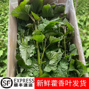 蔬果哆現摘新鮮藿香葉藿香菜做魚調料帶杆1kg2斤