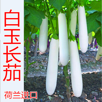 白色长茄种子白茄子种籽雪白茄子种蔬菜大面积种植荷兰进口白玉白玉长茄50粒分装 图片价格品牌报价 京东