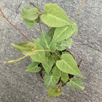 细辛何首乌苗小苗盆景盆栽乌黑发爬藤造型居家可吃野生老桩简约办桌上