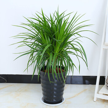 绿巨人龙铁树盆栽大龙须树螺纹铁巴西铁万年青中大型