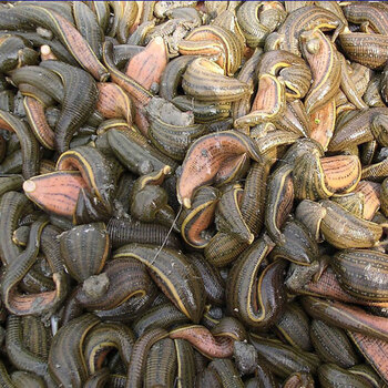 蚂蟥活体小水蛭幼鲜活宽体金线水蛭蚂蟥新鲜金边水蛭蚂蟥蚂蟥活体250