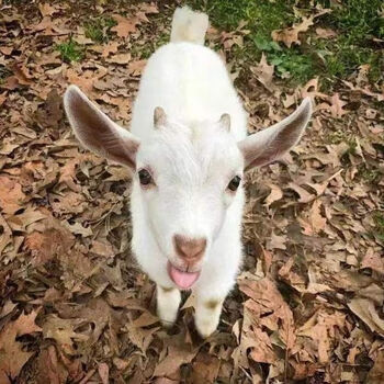 羊小羊羔活羊观赏山羊小绵羊纯白侏儒羊幼崽家养小奶羊 宠物山羊
