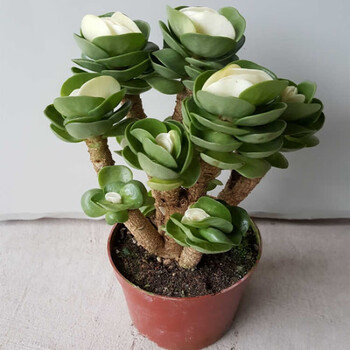 金钱木老桩带锦多肉植物发财树树超大多肉盆栽室内绿植 带锦 三年金钱木老桩 带原盆 图片价格品牌报价 京东