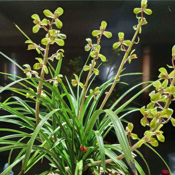 兰花名品 蕙兰 程梅 室内盆栽绿植鲜花兰花苗开花香鲜花特价 组培品种