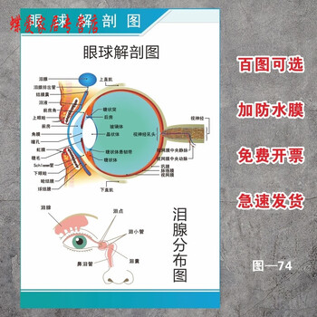 人体解剖彩色学骨骼结构图神经肌肉五脏六腑淋巴示意解刨器官挂图定制