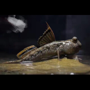 跳跳鱼弹涂鱼红鳍跳跳鱼红鳍弹涂鱼弹涂鱼活体 7-8两只49.