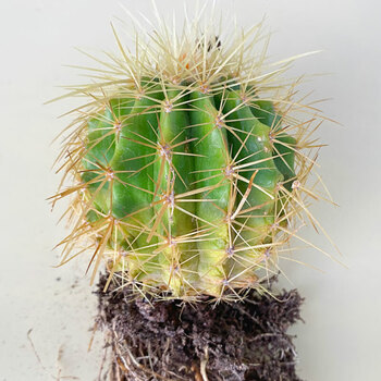 漾姿漾姿大金琥大号仙人球金虎办公室盆栽桌面多肉植物室内好养 金琥6