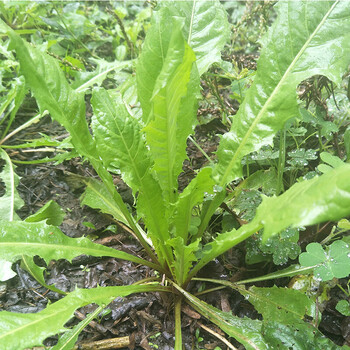 新鲜蒲公英 带根鲜婆婆丁菜 现挖现发500克/件 野菜全棵泡水外敷 1500